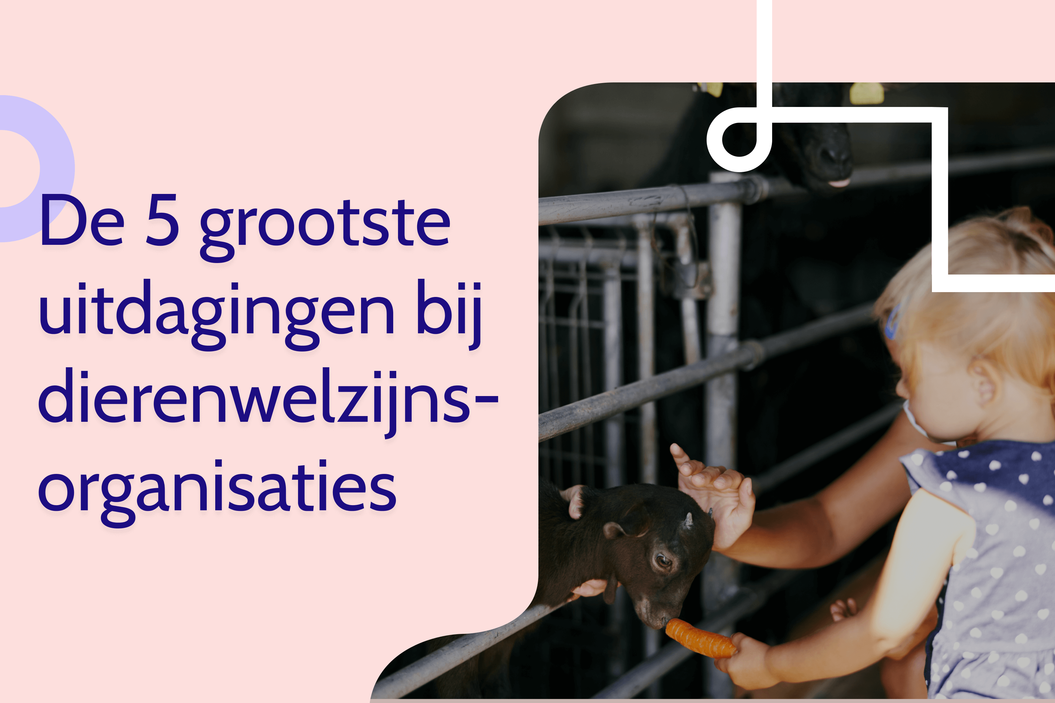 De 5 grootste uitdagingen bij dierenwelzijnsorganisaties